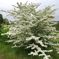 Attēlu rezultāti vaicājumam “Crataegus monogyna”