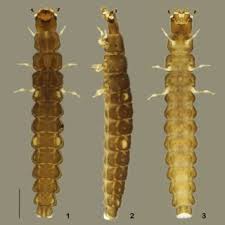 Attēlu rezultāti vaicājumam “Bolitophagus reticulatus imago”