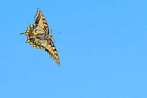 Attēlu rezultāti vaicājumam “Papilio machaon underside”