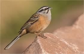 Image result for Emberiza cia