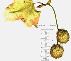 Attēlu rezultāti vaicājumam “Platanus x hispanica (syn. Platanus x acerifolia)”
