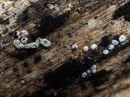 Attēlu rezultāti vaicājumam “Diderma chondrioderma macro”