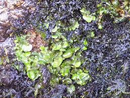 Attēlu rezultāti vaicājumam “Dermatocarpon luridum”