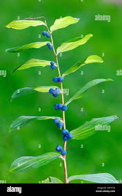 Attēlu rezultāti vaicājumam “Polygonatum multiflorum  fruit”