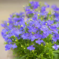 Attēlu rezultāti vaicājumam “Lobelia erinus flower”