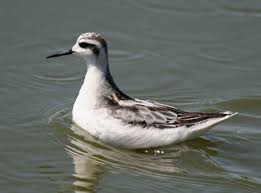 Attēlu rezultāti vaicājumam “Phalaropus lobatus”