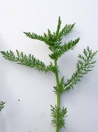 Attēlu rezultāti vaicājumam “Achillea millefolium leaf”
