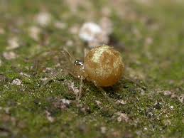 Attēlu rezultāti vaicājumam “Paidiscura pallens”