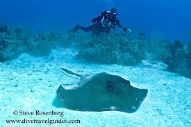 Image result for Bathytoshia brevicaudata