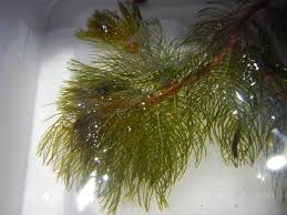 Attēlu rezultāti vaicājumam “Myriophyllum alterniflorum”