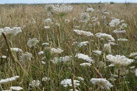 Attēlu rezultāti vaicājumam “Daucus sativus flower”