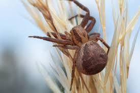 Attēlu rezultāti vaicājumam “Xysticus bifasciatus”