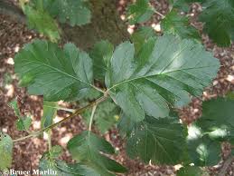 Attēlu rezultāti vaicājumam “Sorbus intermedia leaf”