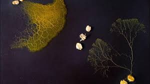 Attēlu rezultāti vaicājumam “Physarum nitens macro”