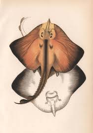 Image result for Rostroraja alba