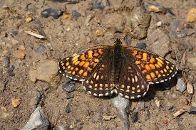 Attēlu rezultāti vaicājumam “Melitaea diamina underside”