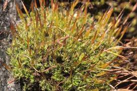 Attēlu rezultāti vaicājumam “Tortula lingulata”