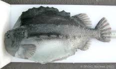 Image result for Cyclopterus lumpus