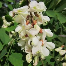 Attēlu rezultāti vaicājumam “Robinia pseudoacacia flower”