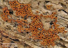 Attēlu rezultāti vaicājumam “Hemitrichia serpula macro”