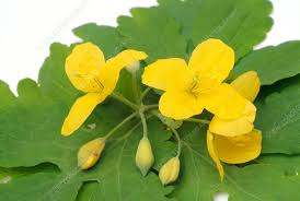 Image result for Chelidonium majus
