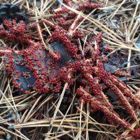 Attēlu rezultāti vaicājumam “Trichia flavicoma”