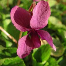Attēlu rezultāti vaicājumam “Viola odorata flower”