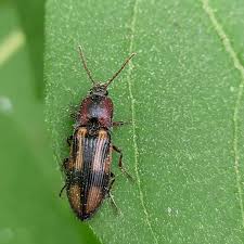 Attēlu rezultāti vaicājumam “Selatosomus cruciatus”