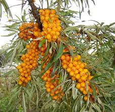Attēlu rezultāti vaicājumam “Hippophae rhamnoides”