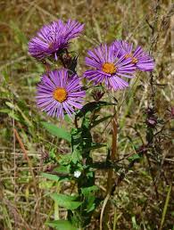 Attēlu rezultāti vaicājumam “Symphyotrichum novae-angliae flower”