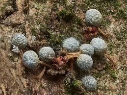 Attēlu rezultāti vaicājumam “Physarum bryomacrocarpum spores”