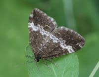 Attēlu rezultāti vaicājumam “Perizoma affinitata”