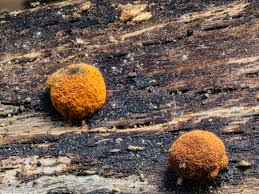 Attēlu rezultāti vaicājumam “Lycogala flavofuscum spores”