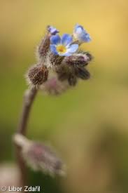 Attēlu rezultāti vaicājumam “Myosotis ramosissima flower”