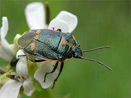 Attēlu rezultāti vaicājumam “Eurydema oleracea imago”