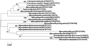 Attēlu rezultāti vaicājumam “Mycosphaerella ulmi”