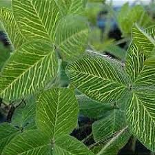 Attēlu rezultāti vaicājumam “Trifolium pratense leaf”