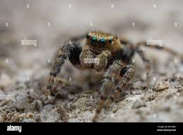 Attēlu rezultāti vaicājumam “Evarcha falcata male”