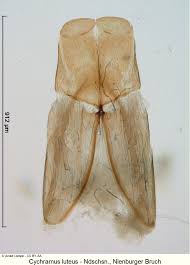 Attēlu rezultāti vaicājumam “Cychramus variegatus”