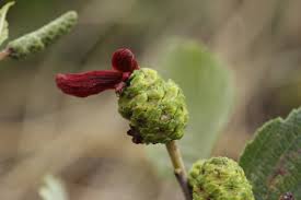 Attēlu rezultāti vaicājumam “Alnus incana bud”