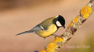 Attēlu rezultāti vaicājumam “Parus major female”