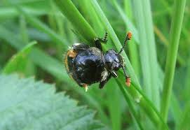 Attēlu rezultāti vaicājumam “Nicrophorus vespillo”