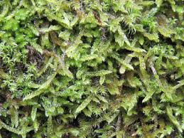 Attēlu rezultāti vaicājumam “Hypnum cupressiforme var. filiforme”