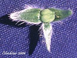 Attēlu rezultāti vaicājumam “Trichia ambigua stalked”