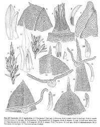 Attēlu rezultāti vaicājumam “Syntrichia virescens”