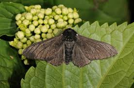 Attēlu rezultāti vaicājumam “Biston betularia”