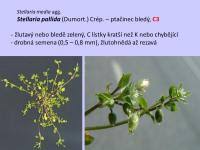 Attēlu rezultāti vaicājumam “Stellaria pallida”