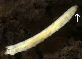 Attēlu rezultāti vaicājumam “Therevidae larva”