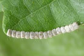 Attēlu rezultāti vaicājumam “Crocallis elinguaria larva”