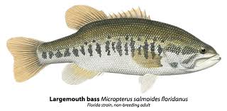 Image result for Micropterus salmoides